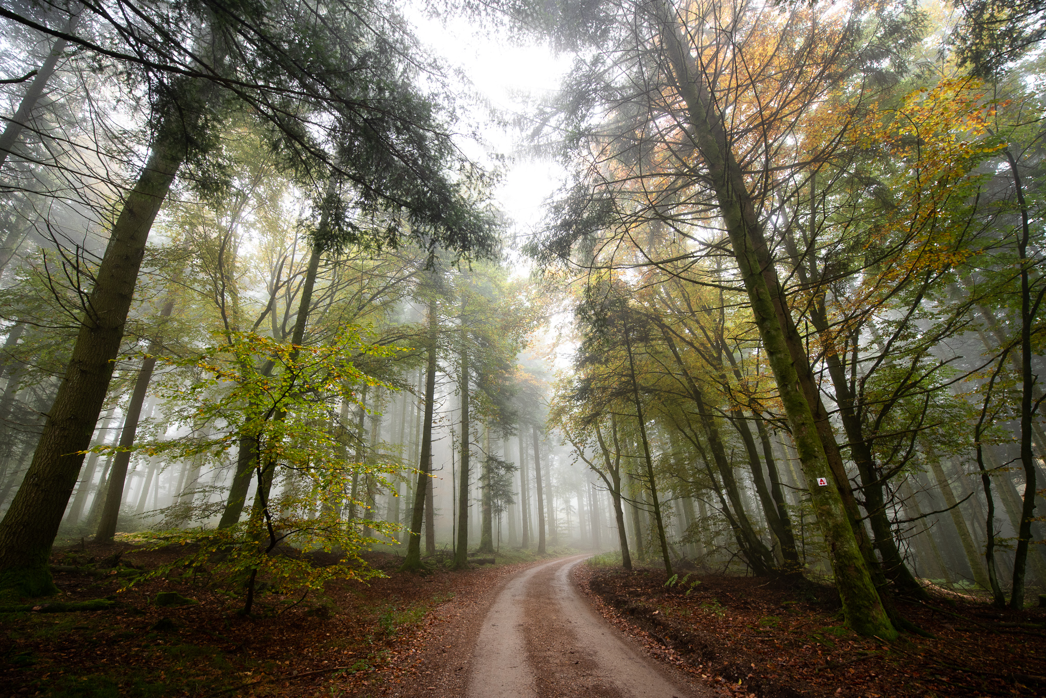 Les forêts départementales