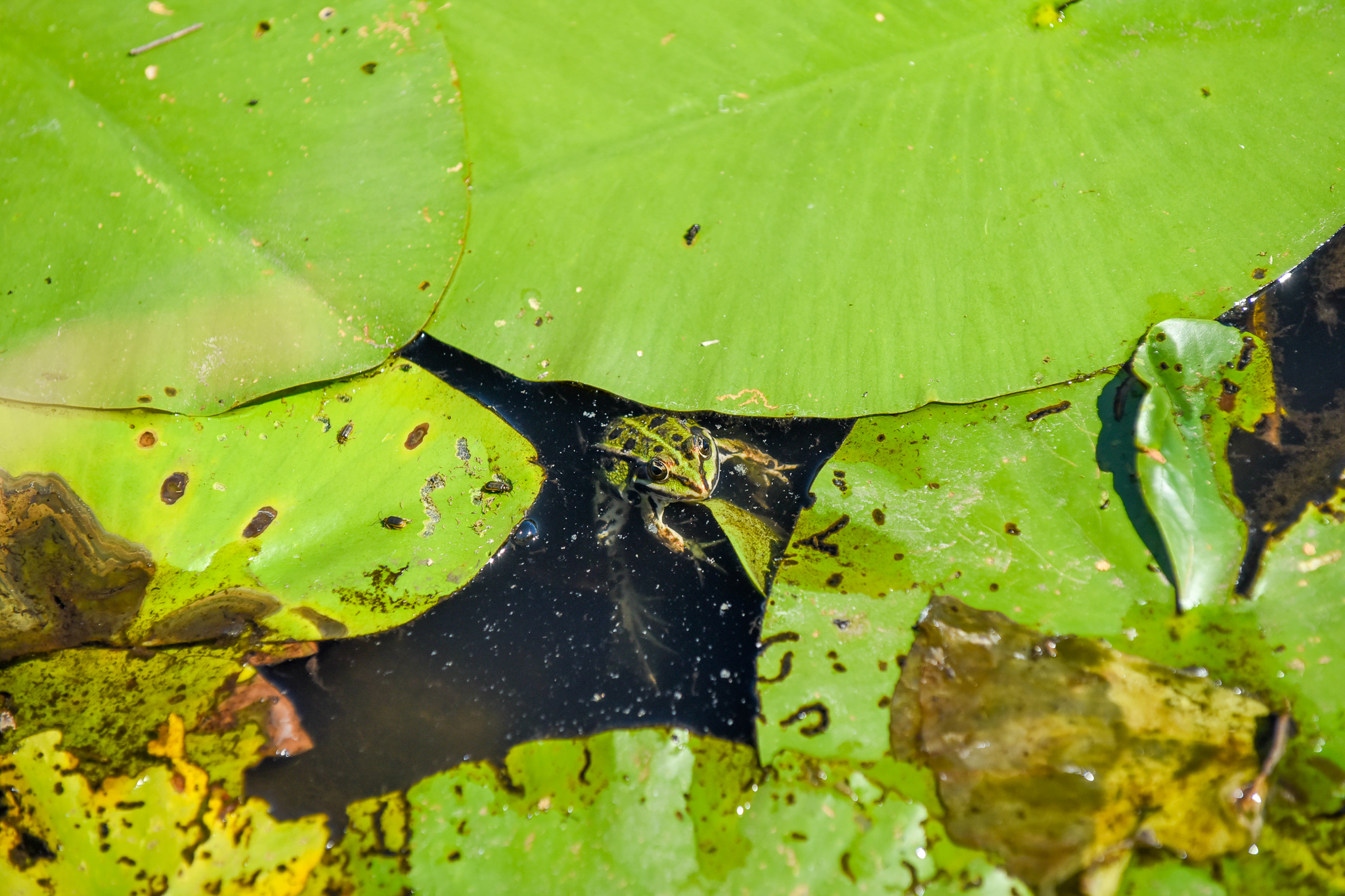 La préservation de la biodiversité