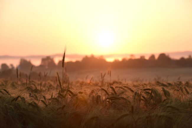 L’agriculture Nivernaise © Département de la Nièvre, Stéphane Jean-Baptiste