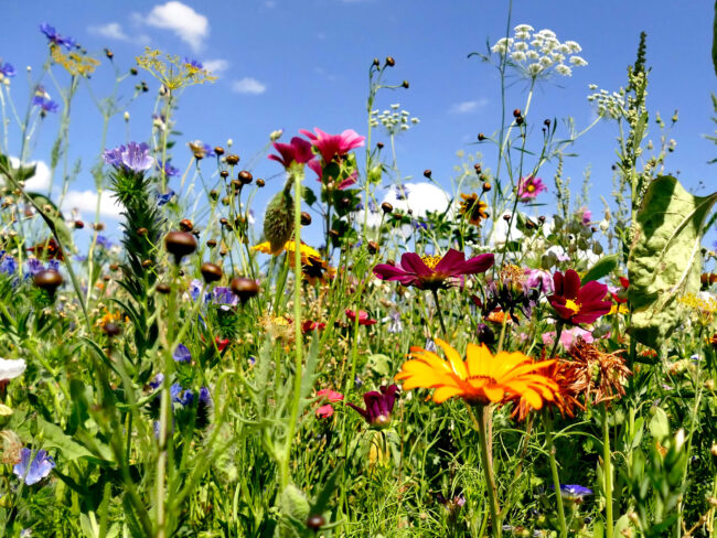 meadow with a lot of colorful flowers