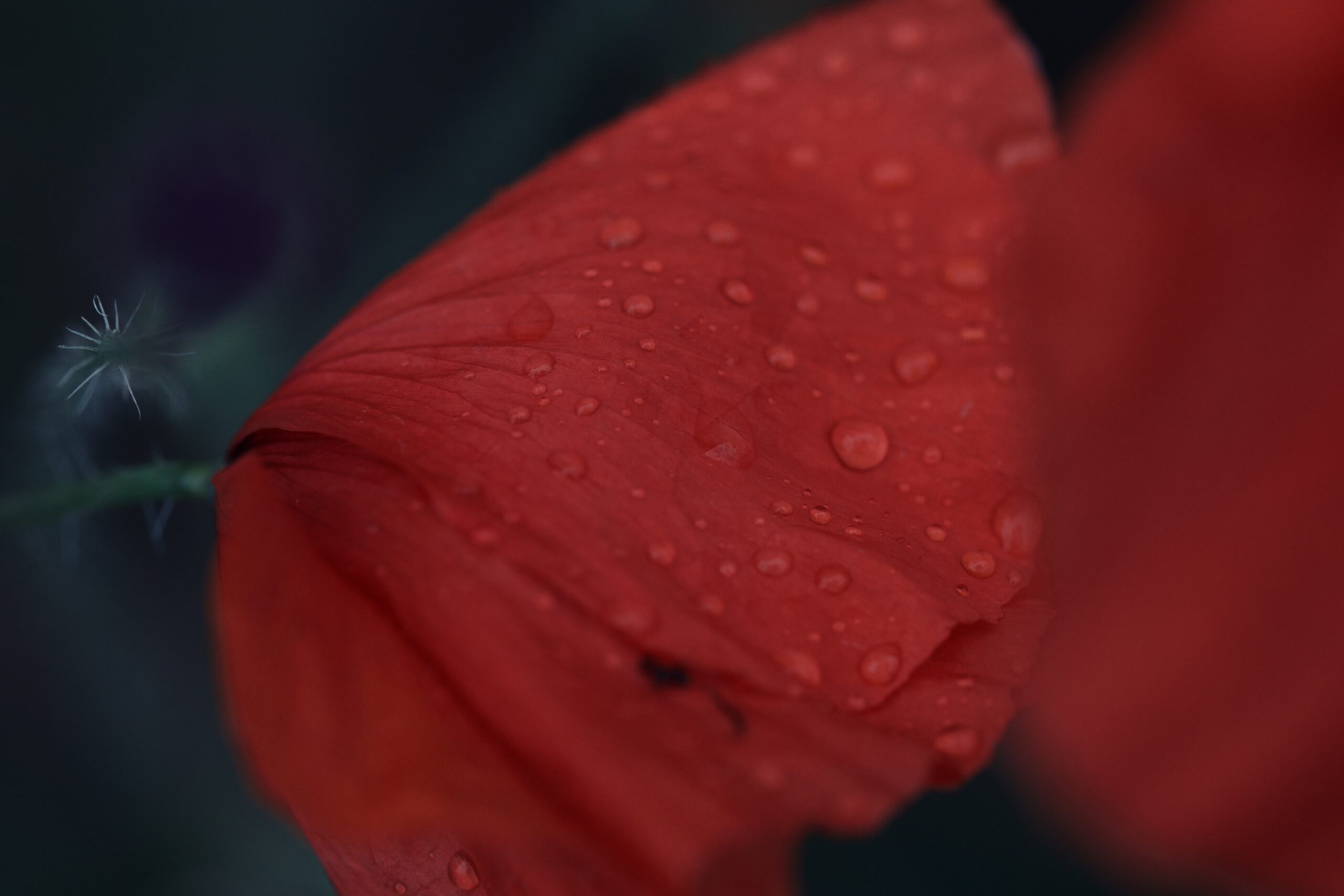 Dylan GAILLARD - Rosée sur coquelicot