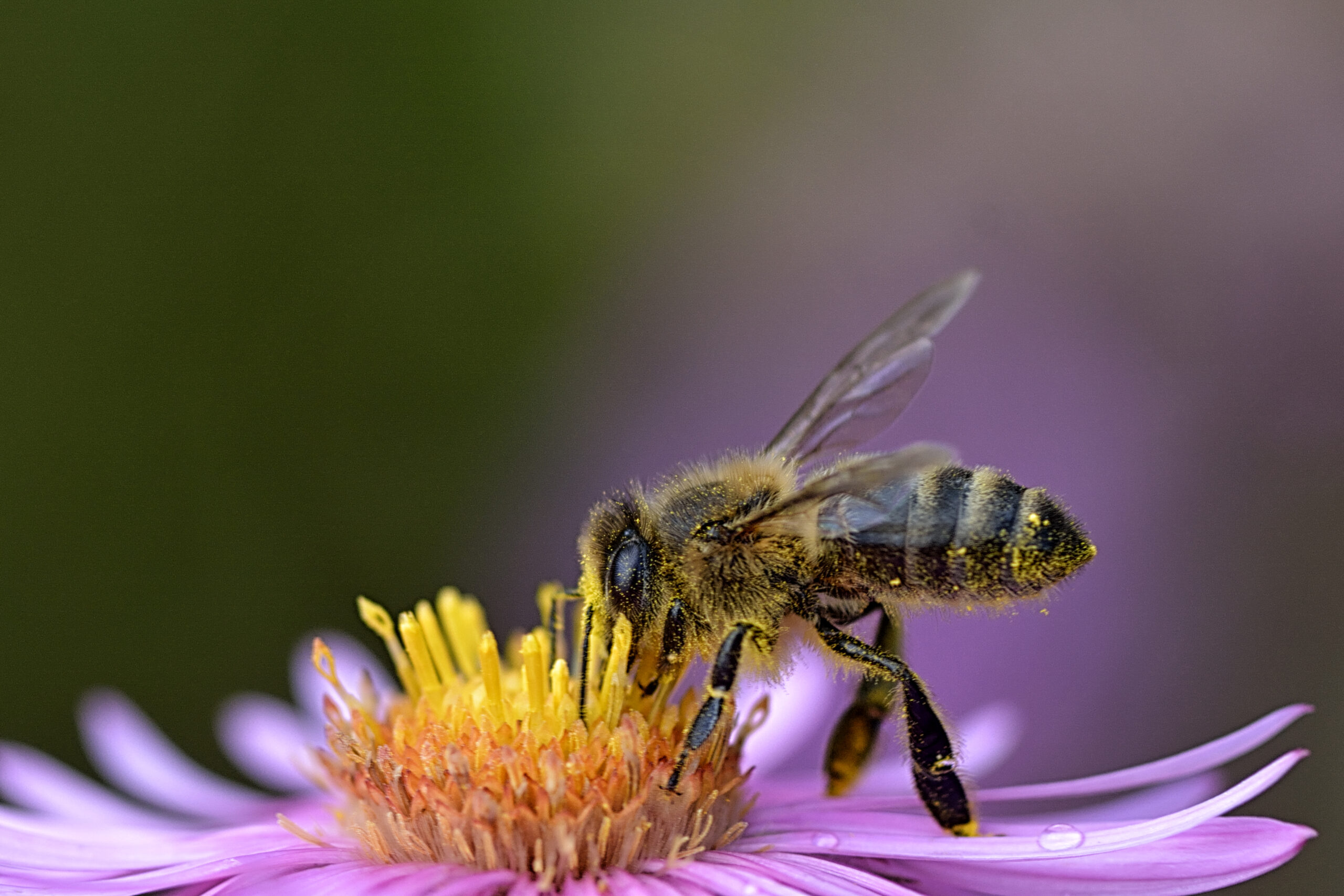 Jean Francois JEANNIN - Pollinisation