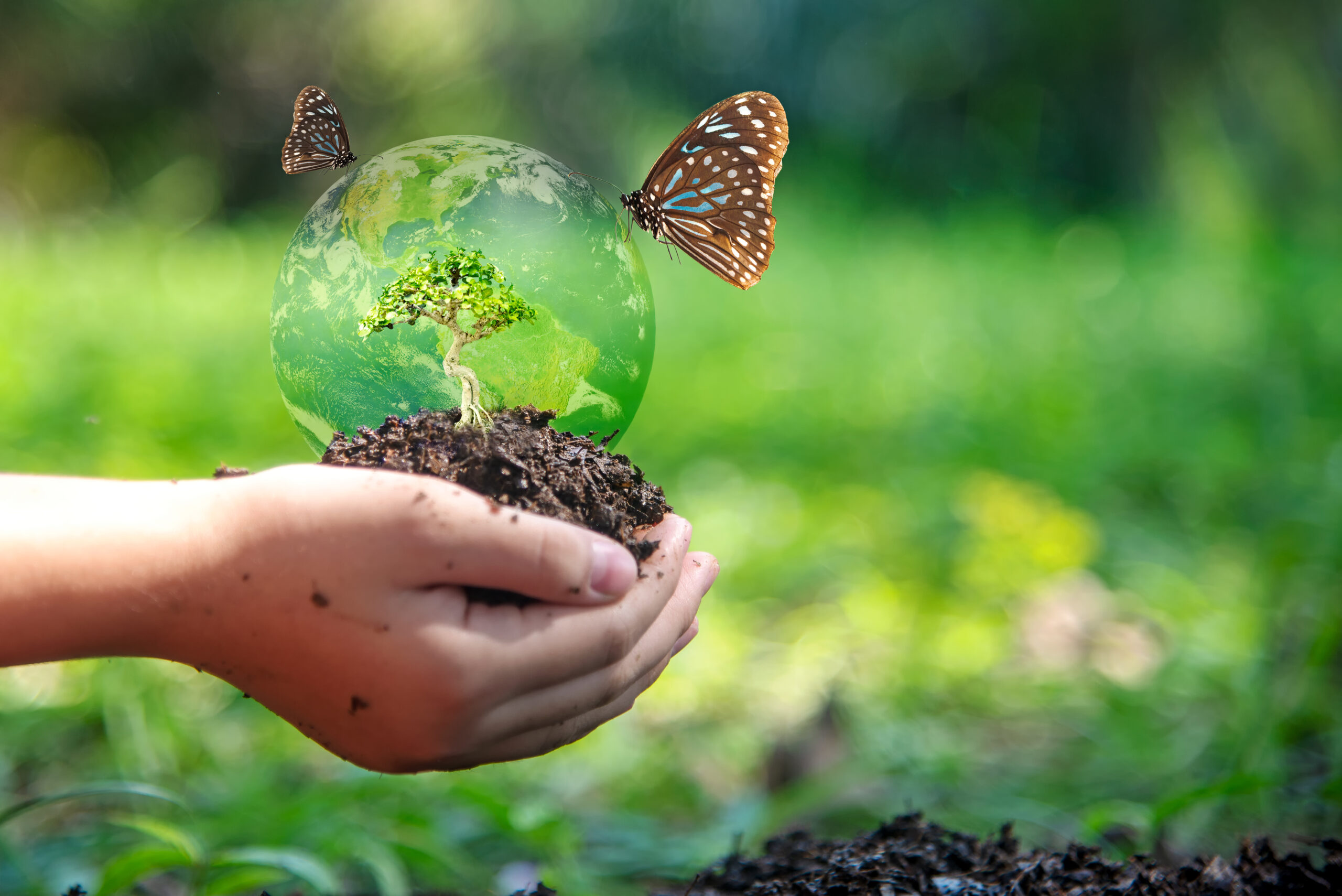 Hands child holding tree with butterfly keep environment on the