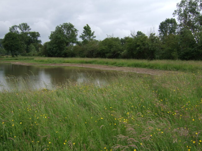 mare aux demoiselles