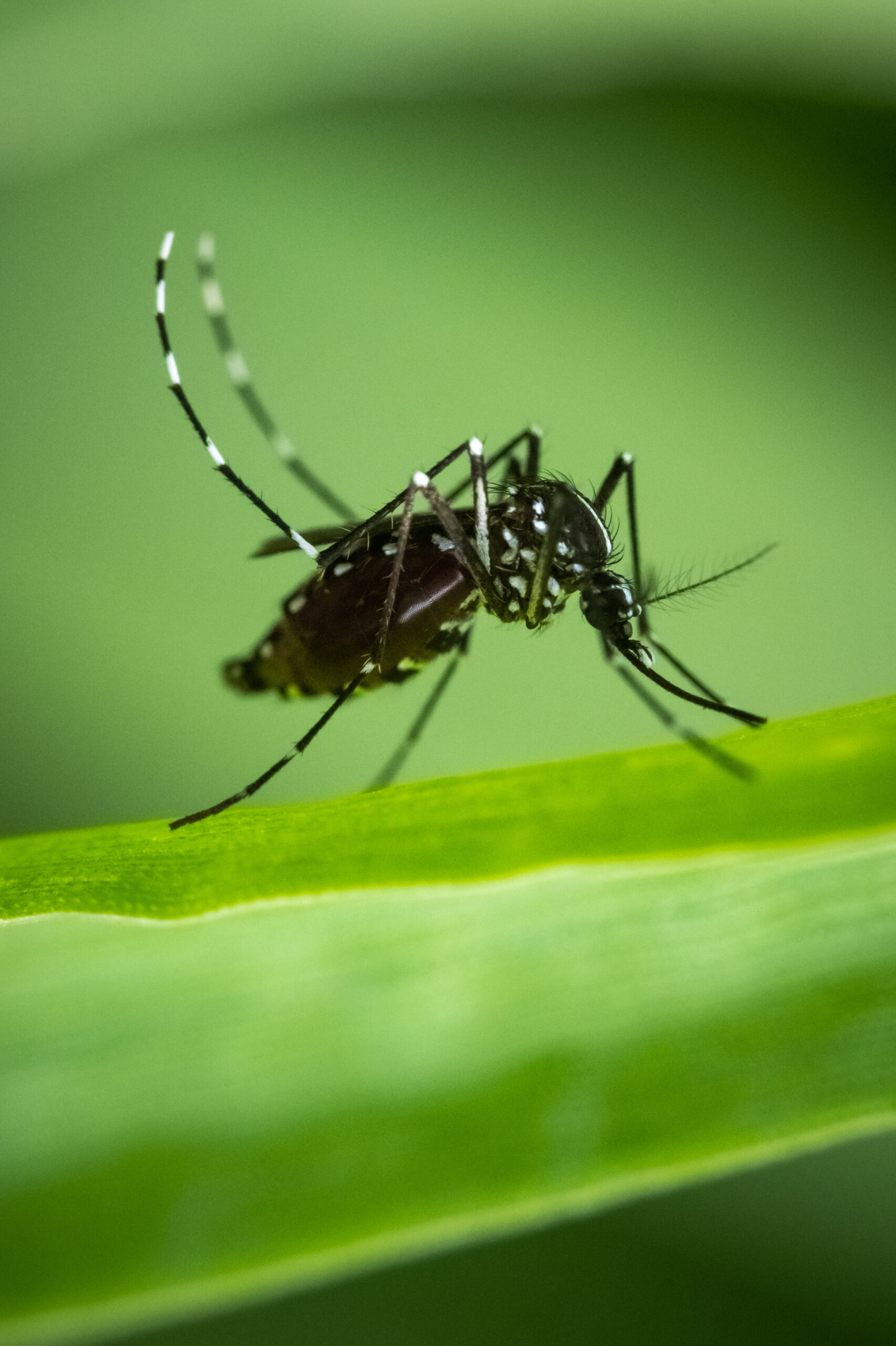 Asian Tiger Mosquito