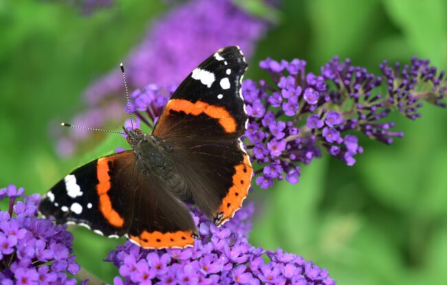 butterfly-g49ed60c7b_1920
