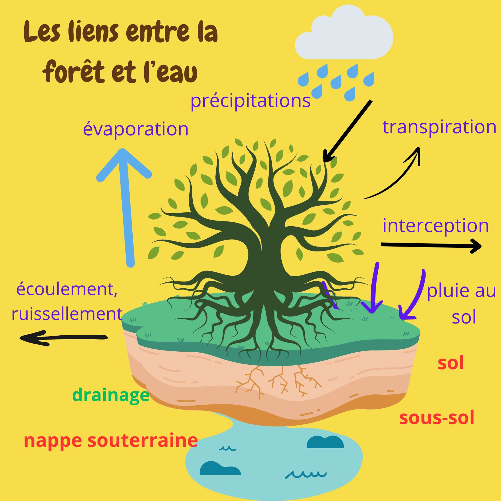 rôle arbres-eau