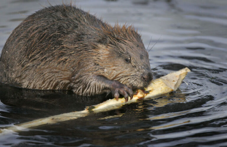 Castor d'Europe