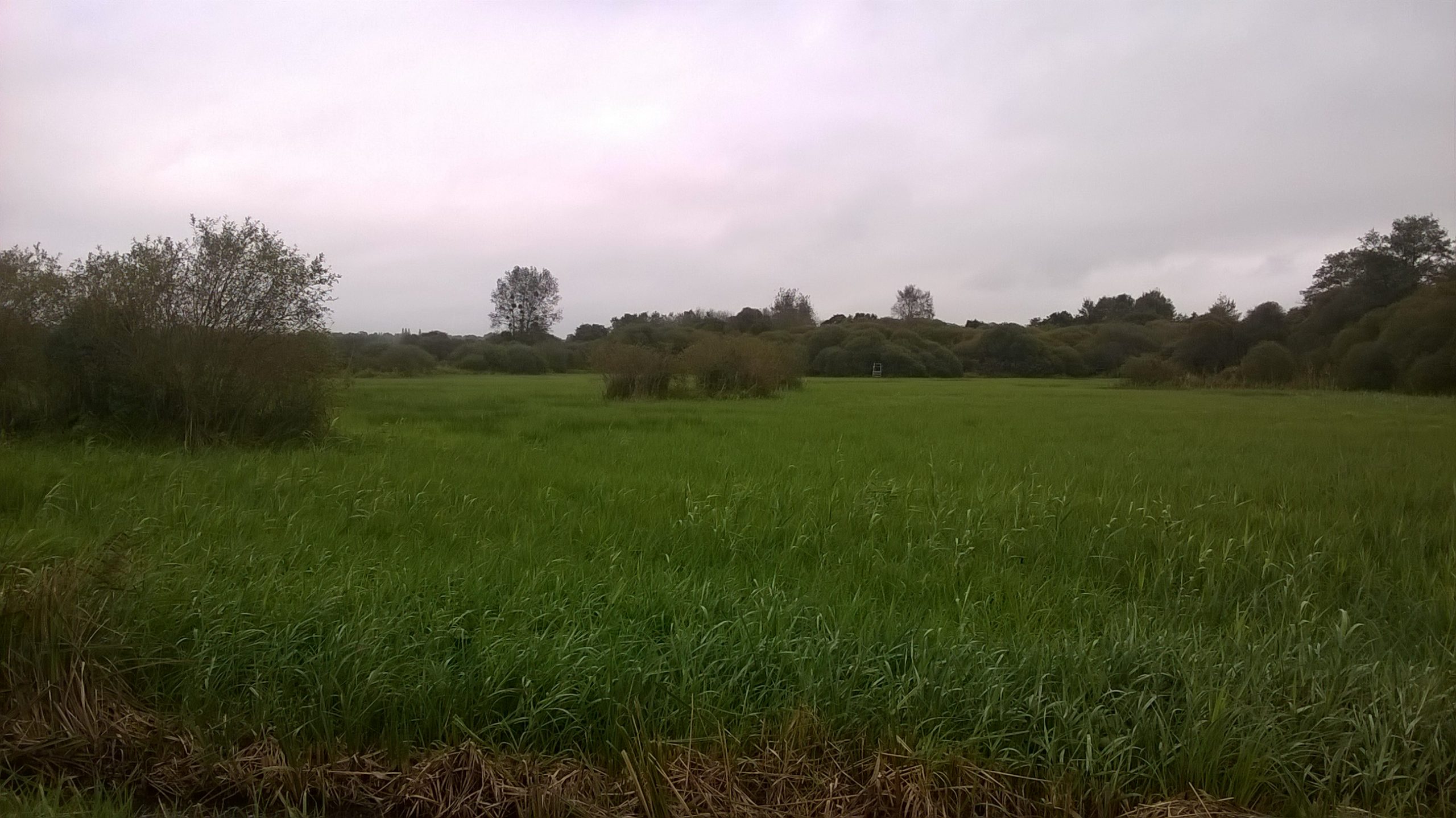 Roselière de la vallée du Nohain Roselière de la vallée du Nohain